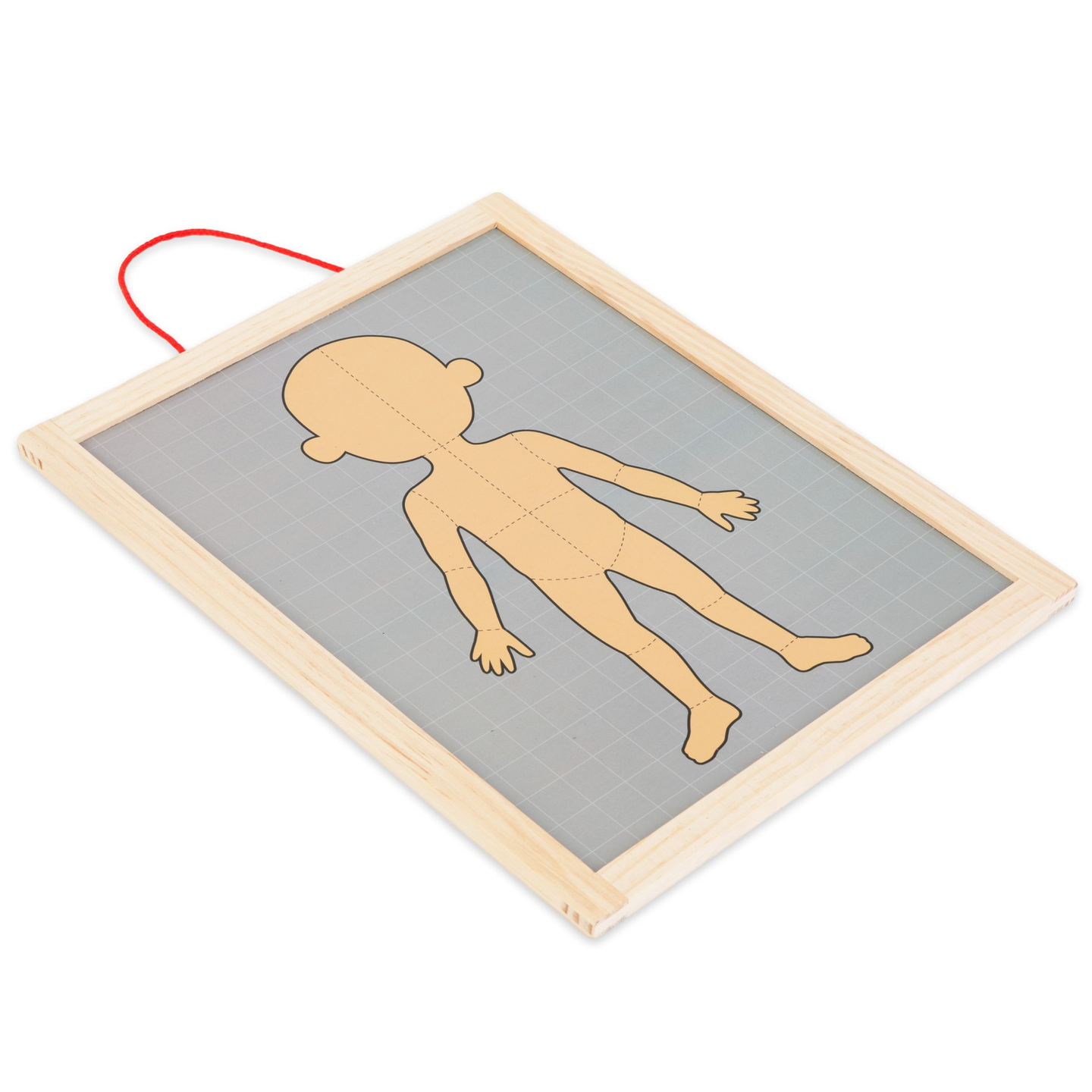 Magnetilised mõistatused - Anatoomia teadus - Inimkeha