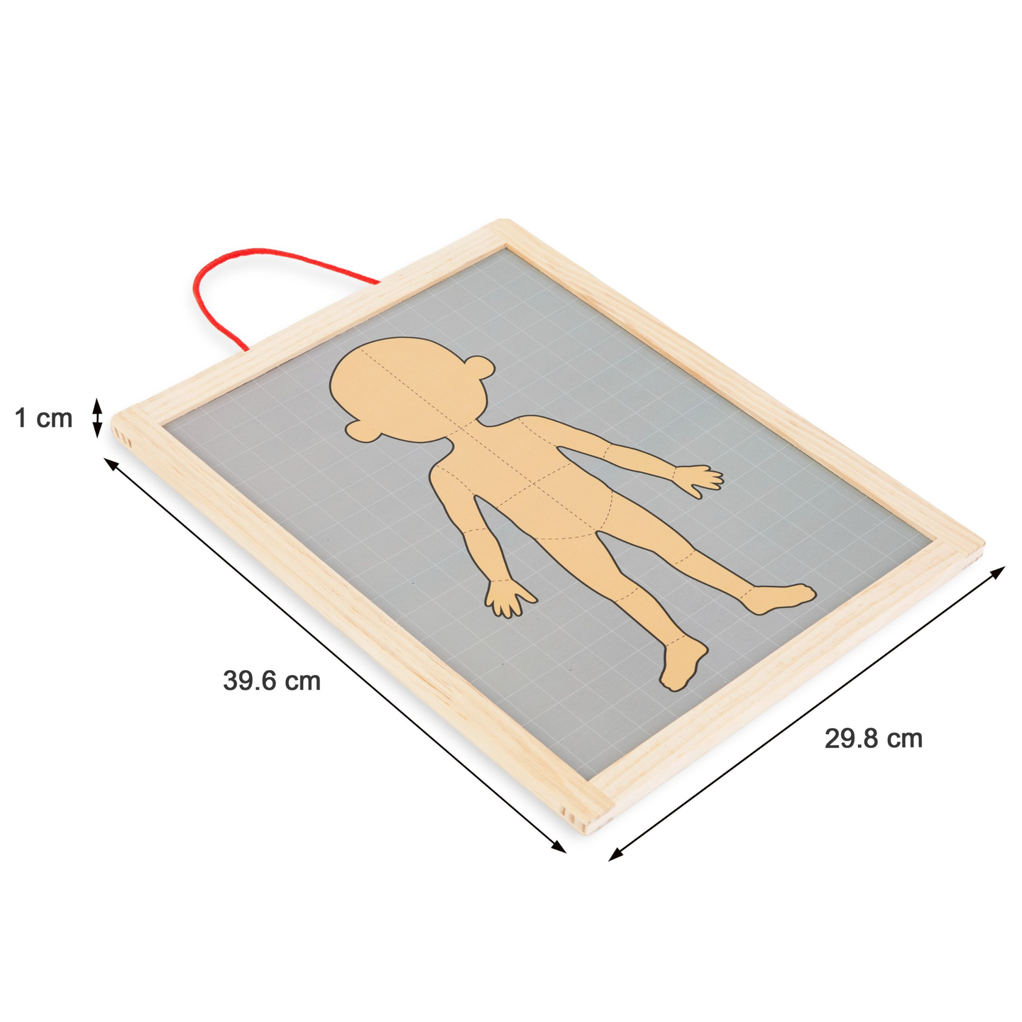 Magnetilised mõistatused - Anatoomia teadus - Inimkeha