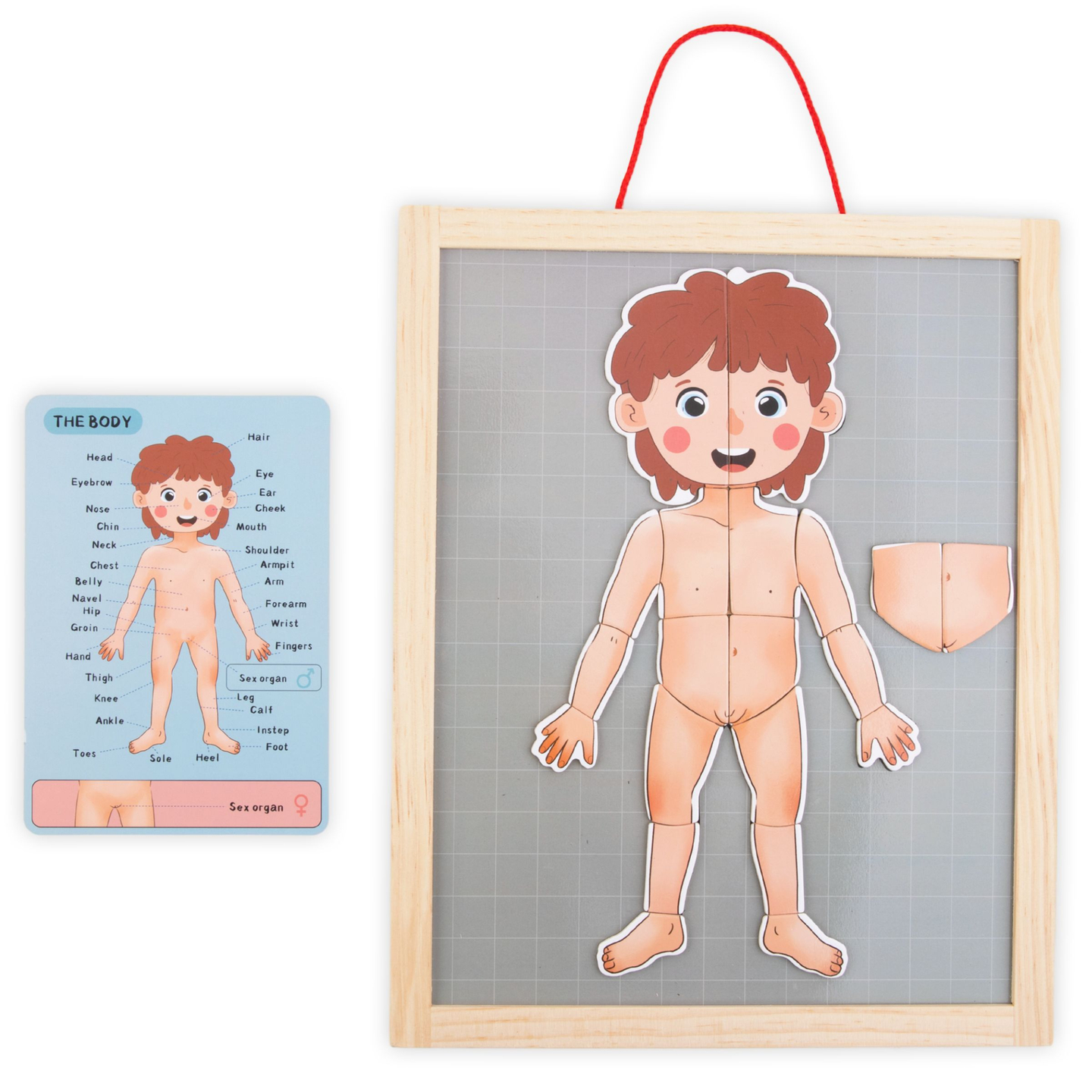 Magnetilised mõistatused - Anatoomia teadus - Inimkeha