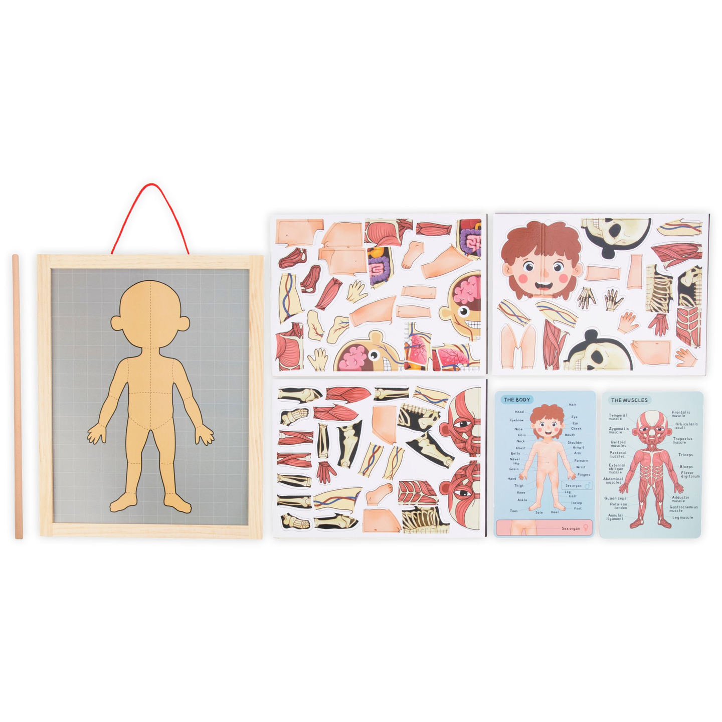 Magnetilised mõistatused - Anatoomia teadus - Inimkeha