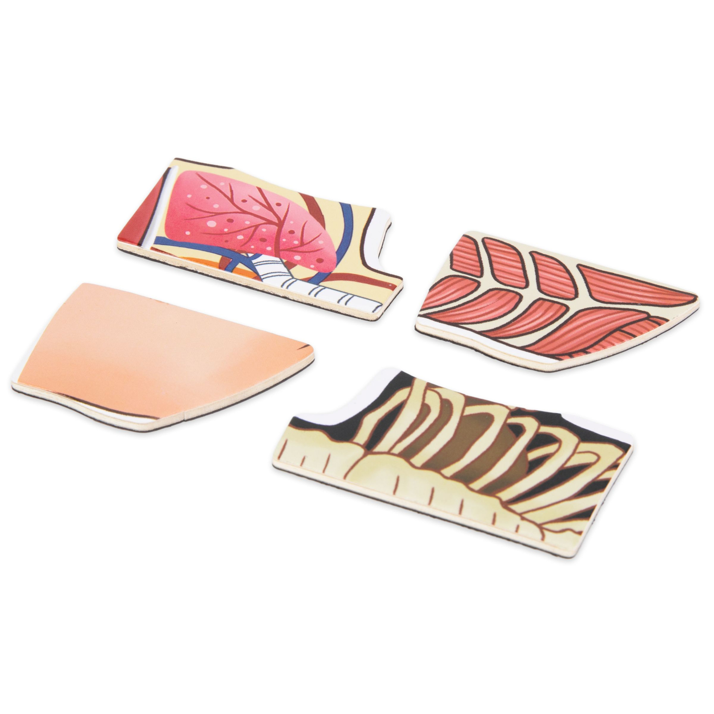 Magnetilised mõistatused - Anatoomia teadus - Inimkeha